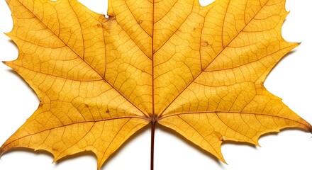 Fototapeta premium Vibrant golden yellow autumn maple leaf close-up on white background, showcasing intricate vein details for fall season.