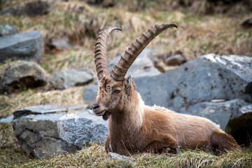 adult old alpine ibex in the hohe tauern national park in austria - east tirol, at a rainy spring day
