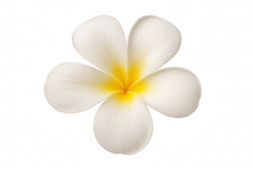 White plumeria flower displaying delicate petals and bright yellow center, isolated on transparent background