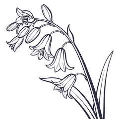 hyacinthoides hispanica excelsior vector