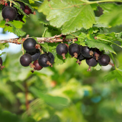 A close-up view of blackcurrant berries growing on a green leafy branch. Berries are ripe and glossy