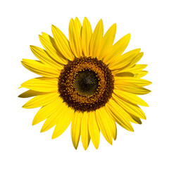 Fototapeta premium Isolated Sunflower Head with Radiant Yellow Petals and Brown Center on Transparent Background