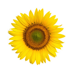Fototapeta premium Isolated Sunflower Head with Yellow Petals and Brown Center on Transparent Background