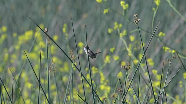 Marsh Wren Calling in Cattails