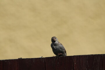 House Sparrow (Passer domesticus) sitting on a red wooden fence with yellow background. Czech republic