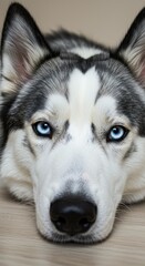 Obraz premium Striking Husky with Intense Blue Eyes