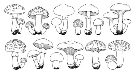 Collection of detailed hand drawn botanical illustrations of various wild mushrooms in a sketch style silhouette isolated on transparent background