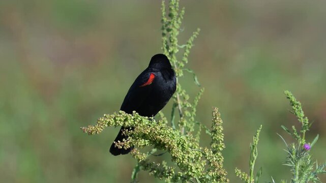 Red-winged Blackbird Call