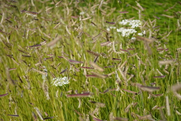 natural image of mosquito grass (bouteloua gracilis) and a  few garlic chives plants  (Allium tuberosum ) during summertime