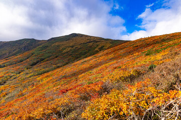秋色に染まる　栗駒山の絶景　
