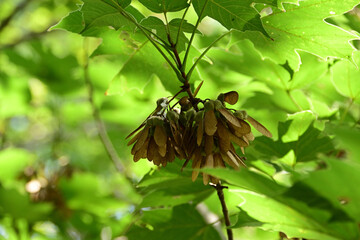 カエデの翼果（カジカエデ）