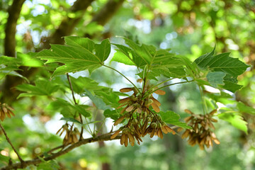 カエデの翼果（カジカエデ）