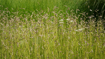 natural image of mosquito grass (bouteloua gracilis) and a  few garlic chives plants  (Allium tuberosum ) during summertime