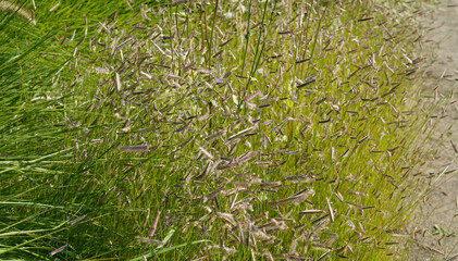 image of mosquito grass (bouteloua gracilis) during summertime