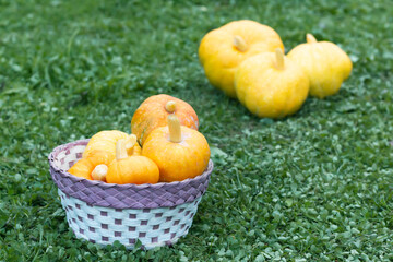A woven basket filled with small, vibrant orange pumpkins on green grass. Autumn harvest