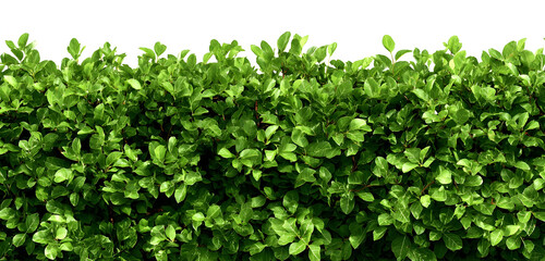 Obraz premium Lush green hedge with vibrant leaves creates a natural privacy screen, perfect for landscaping projects, garden designs, and adding a touch of serenity to any outdoor space with vibrant color