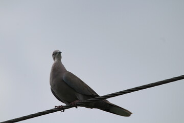 Full body image of an eurasian collared dove (Streptopelia decaocto) sitting on a wire. Common bird with vibrant red eye. Beautiful wild dove sitting at wire with blue sky background. Czechia.

