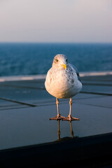 European herring gull standing on a ship deck with sea background.  