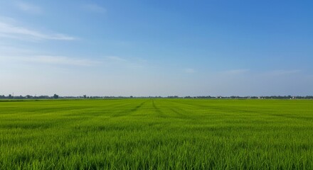 Obraz premium Wide Paddy Field with Golden Grains and Blue Sky