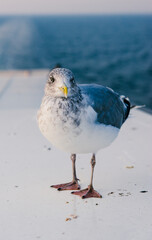 European herring gull standing on a ship deck with sea background.  
