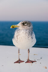 European herring gull standing on a ship deck with sea background.  