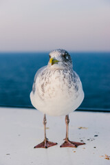 European herring gull standing on a ship deck with sea background.  