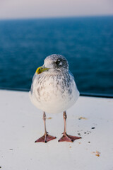 European herring gull standing on a ship deck with sea background.  