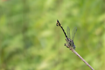 ウチワヤンマが暑さで逆立ち