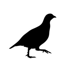 Obraz premium Silhouette of a walking bird isolated on white background