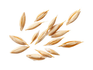 Harvesting oat seeds agricultural field outdoors