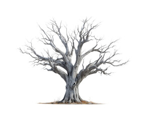 Lifeless oak tree standing alone nature landscape minimalist view