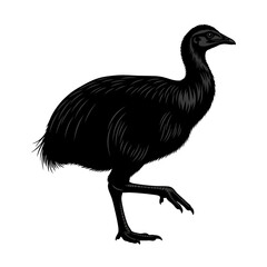Obraz premium Black silhouette of a kiwi bird walking isolated on white background silhouette