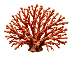 Vibrant Coral Structure Underwater Marine Life Close-Up