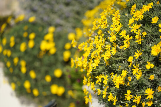 Golden shrub daisy. Decorative flower also known as euryops pectinatus.