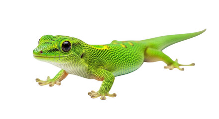 Fototapeta premium Close up of a green gecko isolated on transparent background