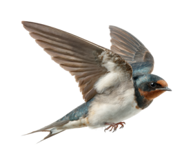 Swallow bird in flight nature wildlife side view