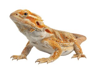 Bearded dragon lizard in natural habitat wildlife