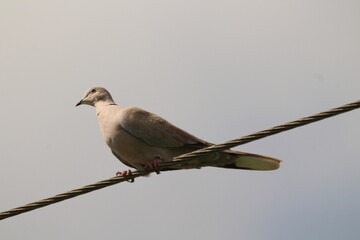 Full body image of an eurasian collared dove (Streptopelia decaocto) sitting on a wire. Common bird with vibrant red eye. Beautiful wild dove sitting at wire with blue sky background. Czechia.
