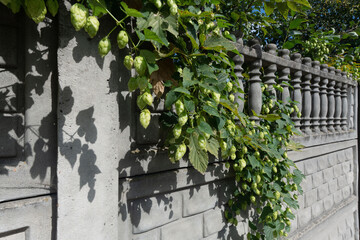 Hops Growing on a Concrete Wall