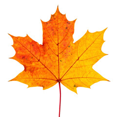Fototapeta premium Close Up Shot of Colorful Autumnal Maple Leaf with Transparent Background