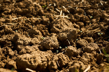 Close-up of soil and field