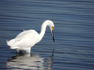 An egret stalks the shallows looking for a meal