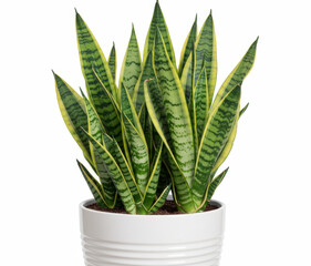 Striking Snake Plant in White Ceramic Pot