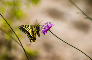 Papilio machaon es una mariposa de la familia Papilionidae