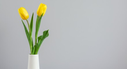 Vibrant Yellow Tulips in White Vase