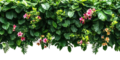 A lush green vine with pink flowers and green leaves against a transparent background