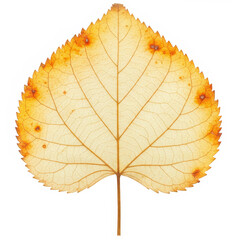 Golden Autumn Leaf with Detailed Veins