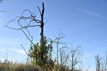 Villardeciervos , Zamora