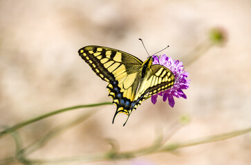 Papilio machaon es una mariposa de la familia Papilionidae
