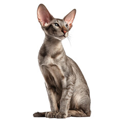 Elegant and Playful Gray Cat with Large Ears in Studio Setting